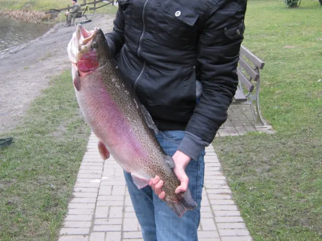 Regenbogenforelle