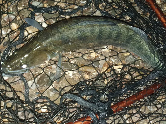 Zander