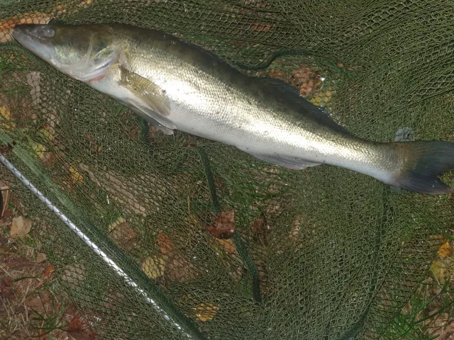 Zander