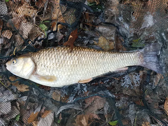 Döbel
