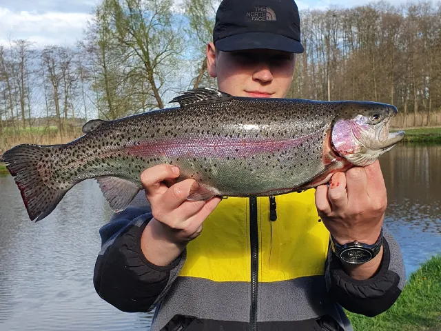 Regenbogenforelle