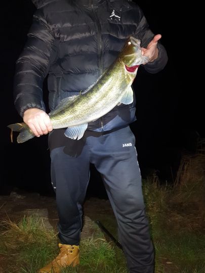 Zander