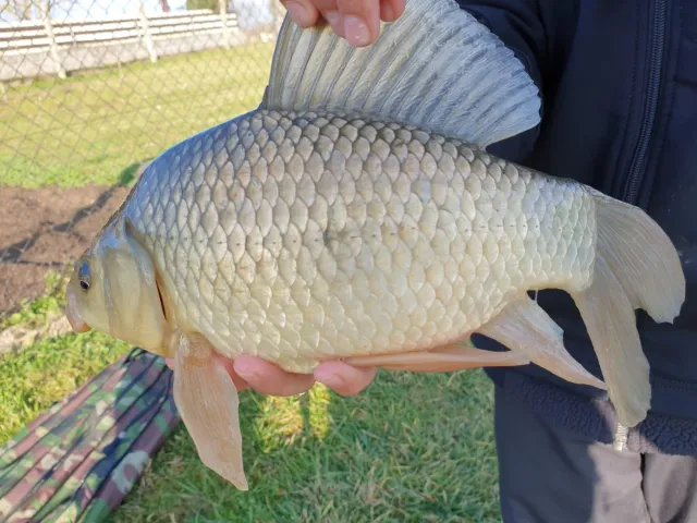 Karausche