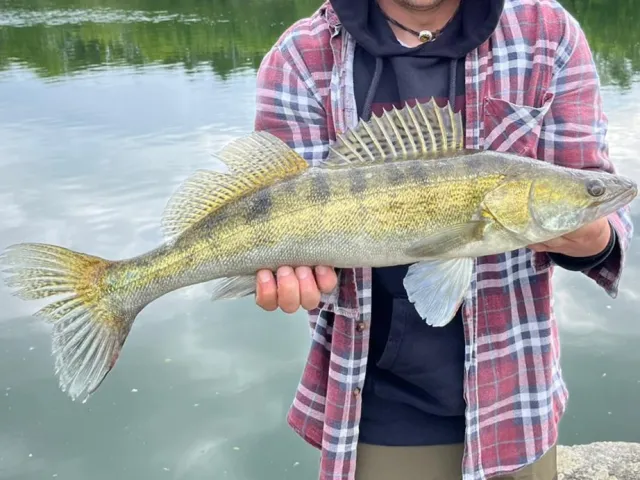Zander