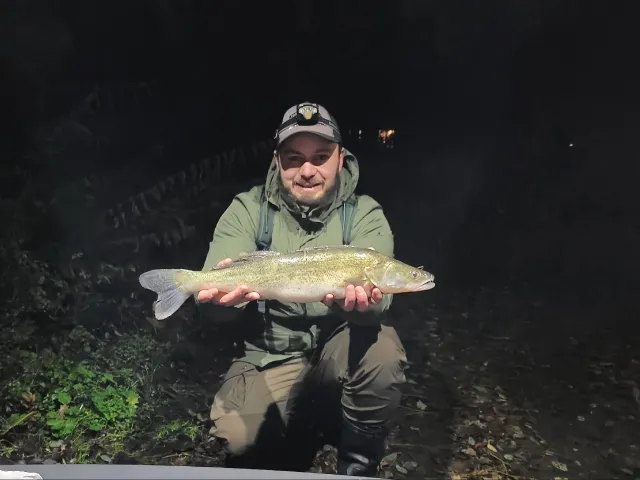 Zander