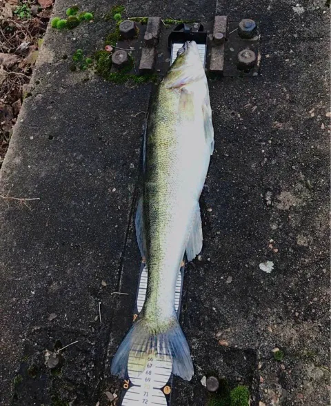 Zander