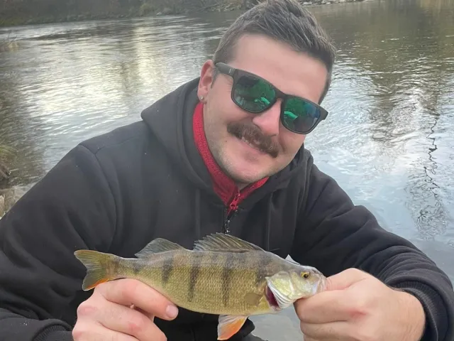 Flussbarsch