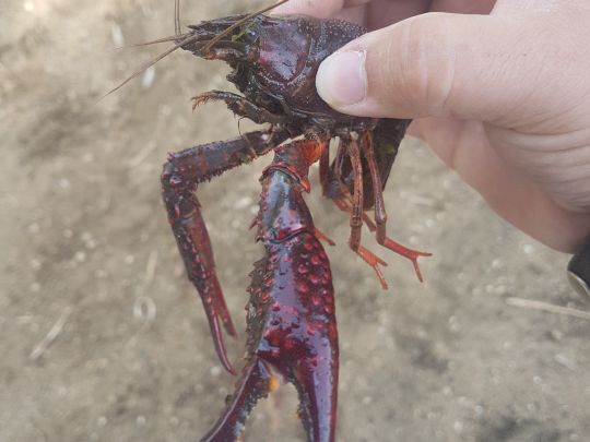 Roter amerikanischer Sumpfkrebs