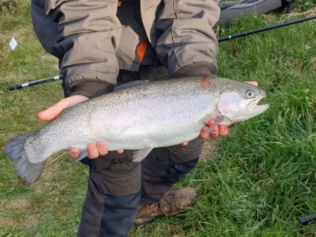 Regenbogenforelle
