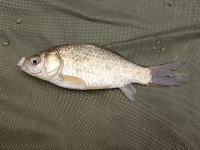 Karausche