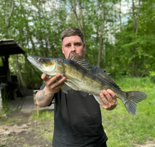 Zander