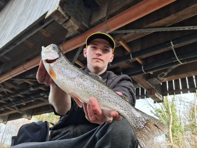 Regenbogenforelle
