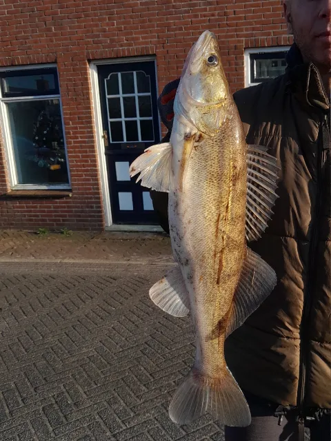 Zander