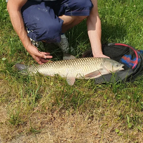 Graskarpfen