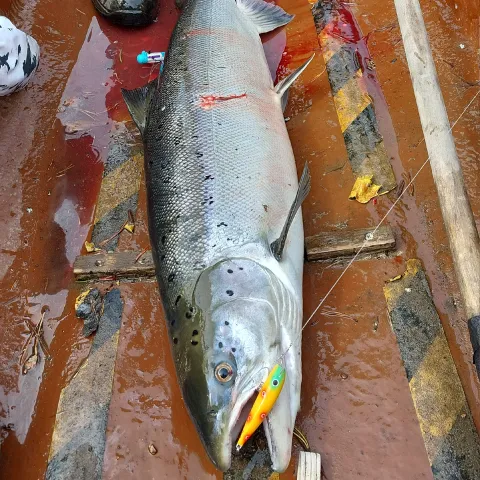 Lachs