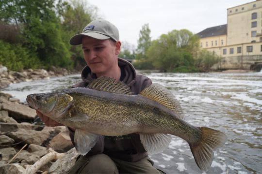 Zander