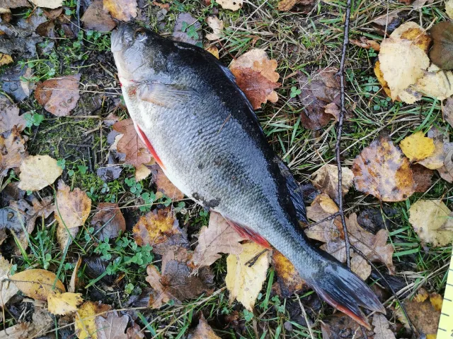Flussbarsch