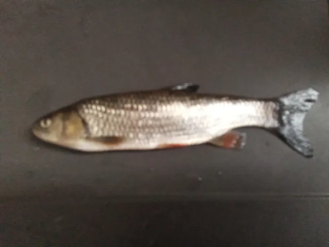 Döbel