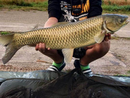Graskarpfen