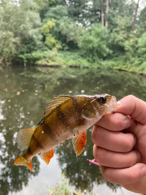 Flussbarsch