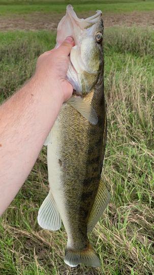 Zander