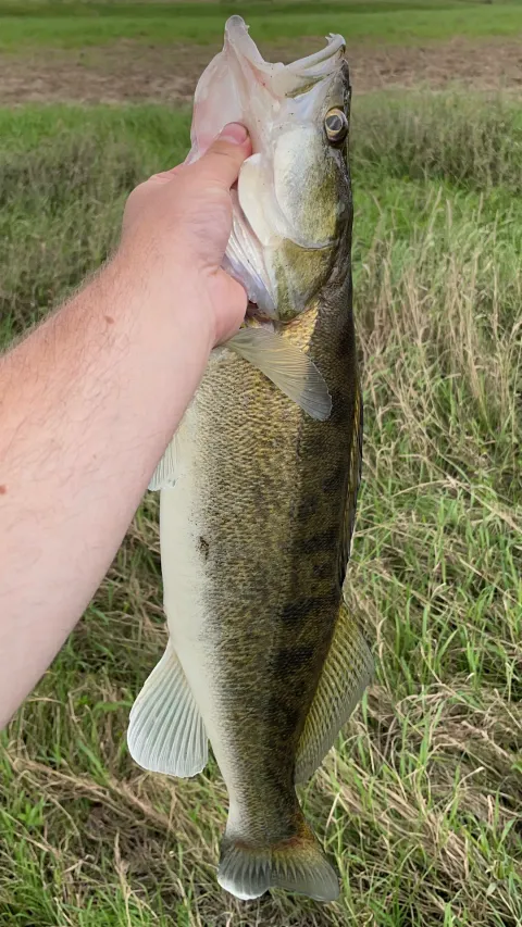 Zander