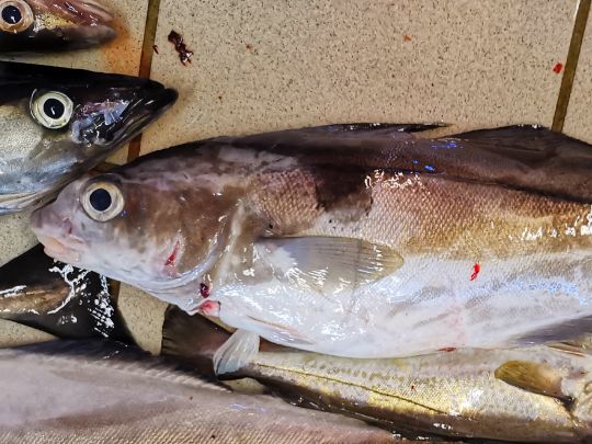 Schellfisch