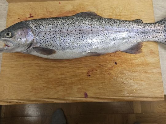 Regenbogenforelle