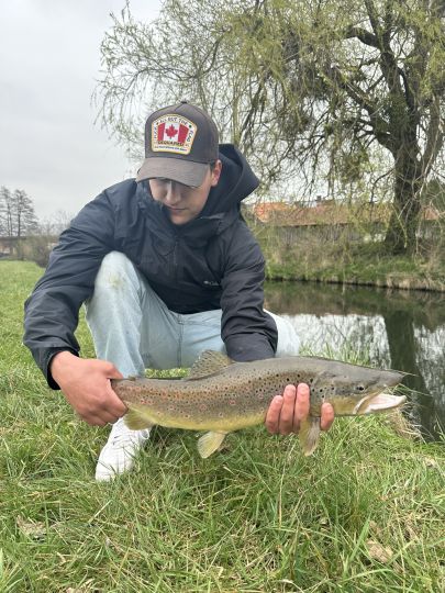 Bachforelle