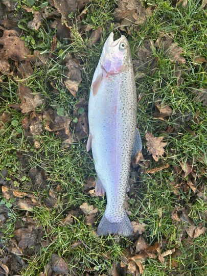 Regenbogenforelle