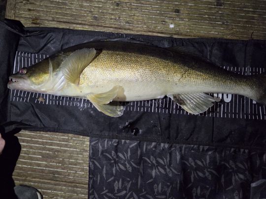 Zander