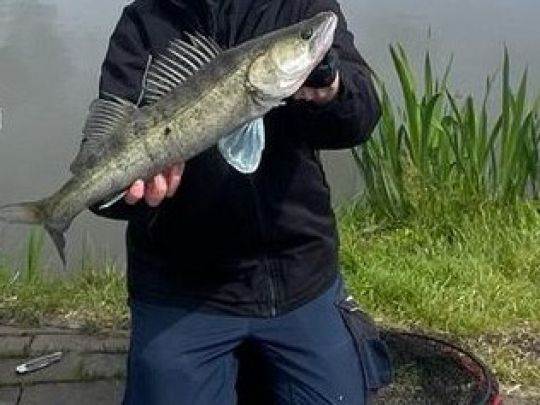 Zander
