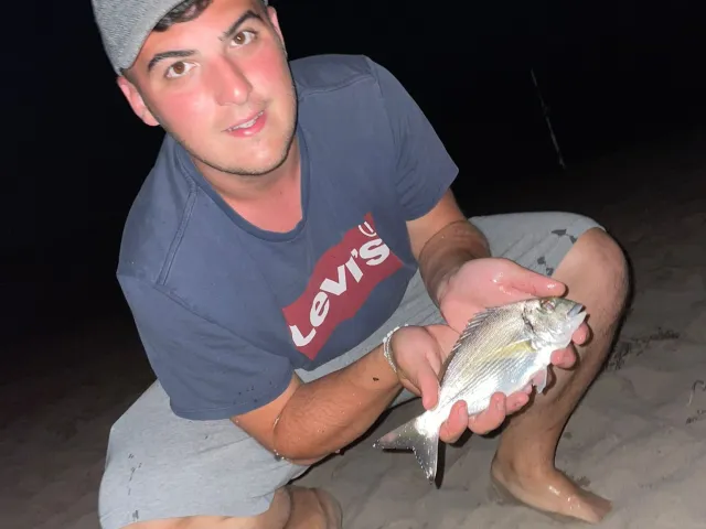 Dorade