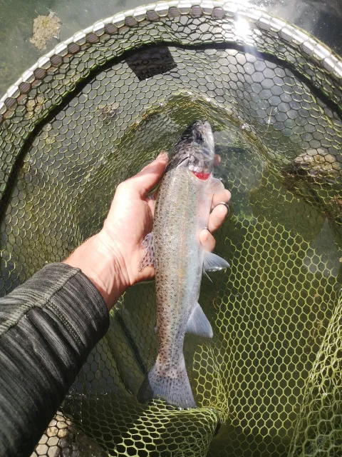 Regenbogenforelle