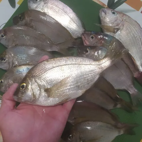 Dorade