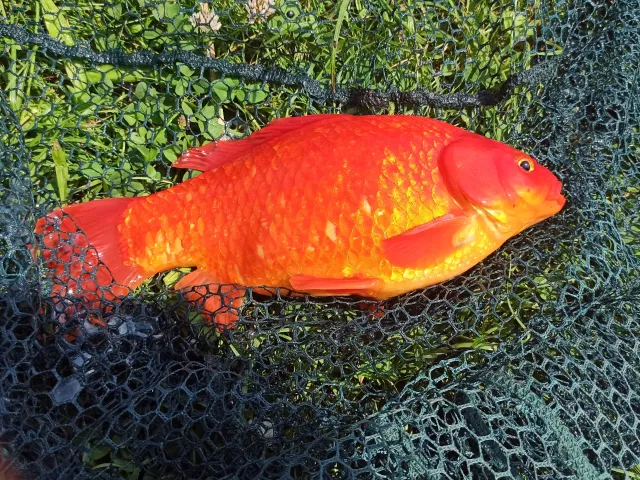 Goldfisch