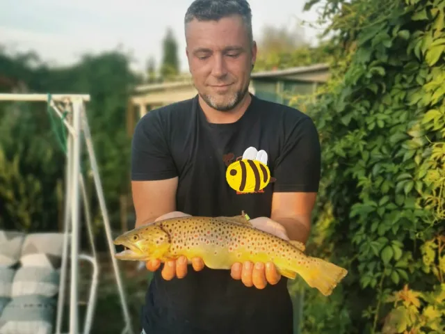 Bachforelle