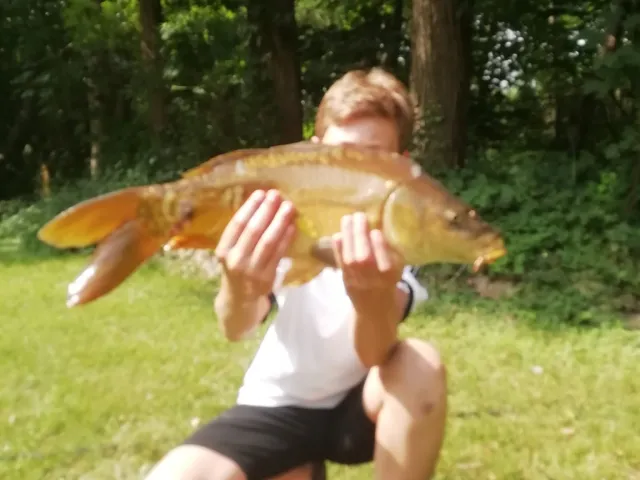 Karpfen
