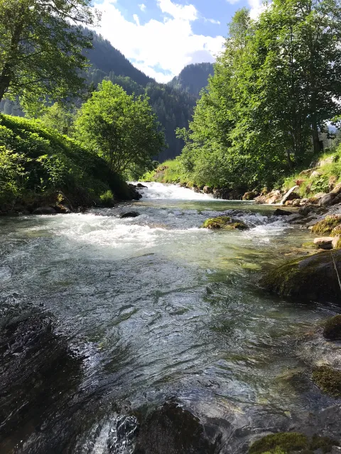 Bachsaibling