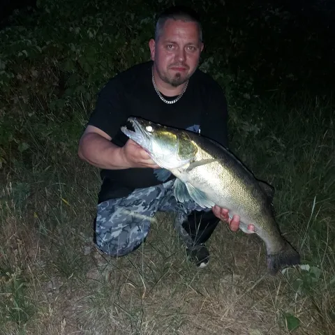 Zander
