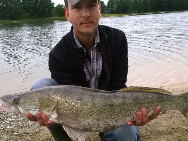 Zander