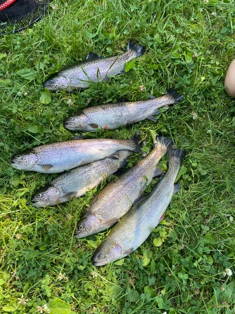 Regenbogenforelle