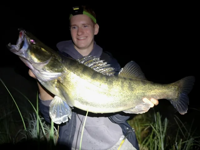 Zander