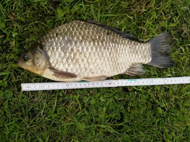 Karausche
