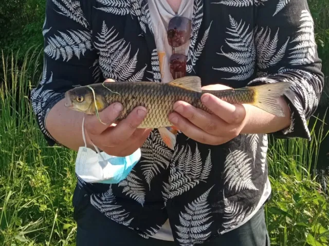 Döbel