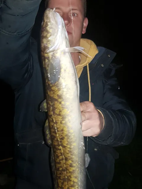 Quappe
