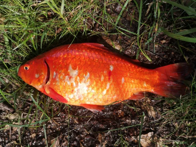Goldfisch