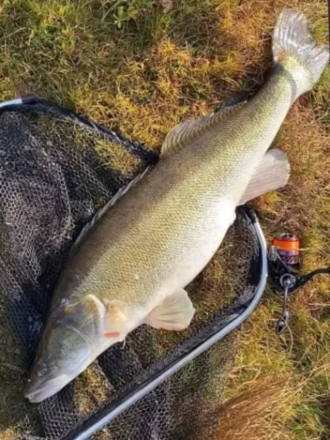 Zander