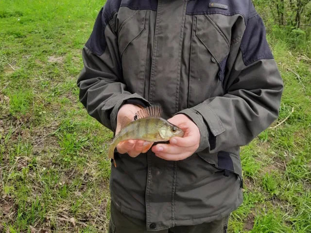 Flussbarsch