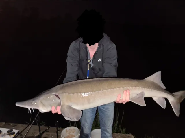 Stör